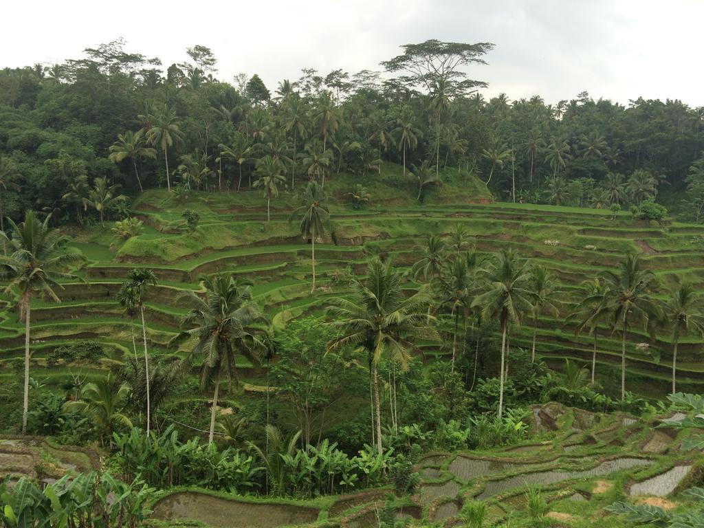 Pangkung House Ubud