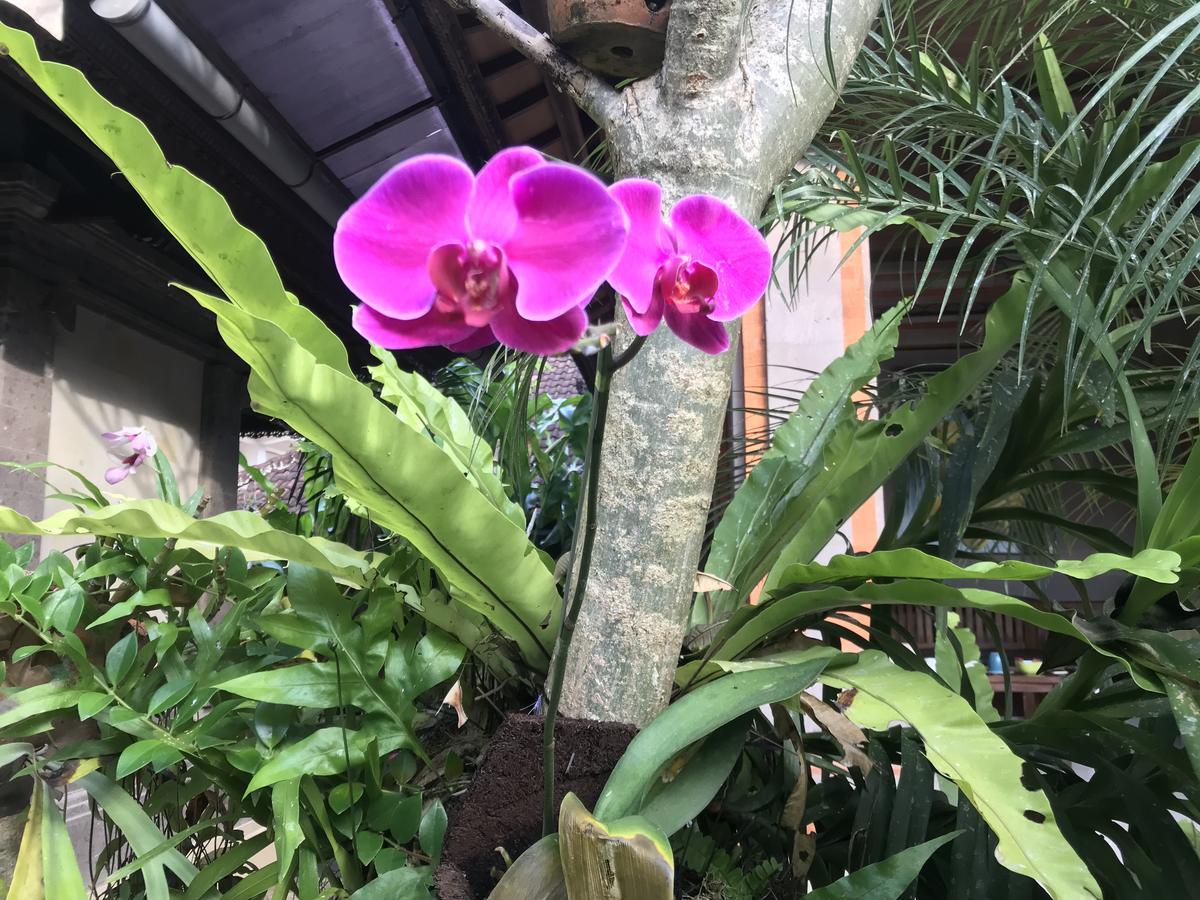 Pangkung House Ubud